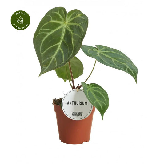 Anthurium Magnificum