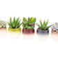 Succulent Mix in Helsinki Pot