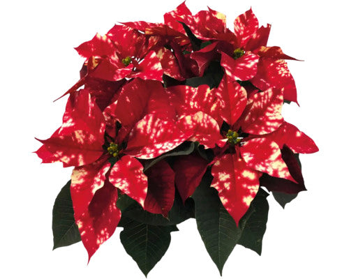 Euphorbia pulc. 'Fantasy Star' Poinsettia