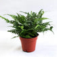 Athyrium Ov - Lady Fern