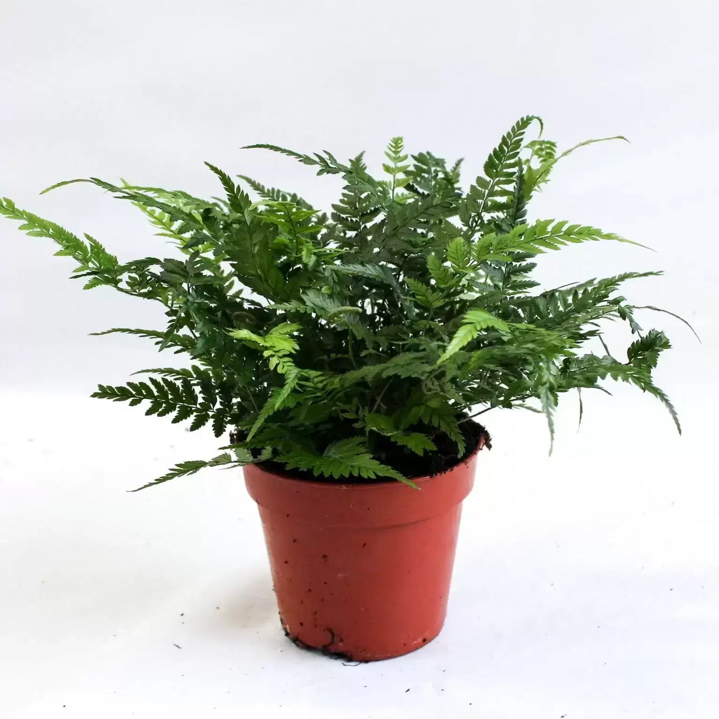Athyrium Ov - Lady Fern
