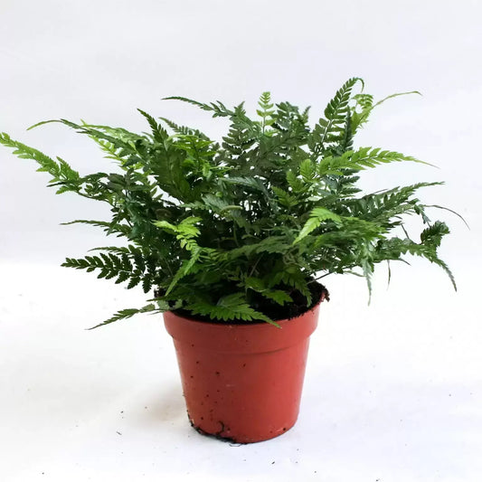 Athyrium Ov - Lady Fern