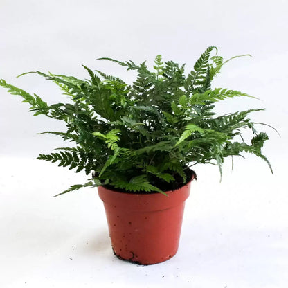 Athyrium Ov - Lady Fern
