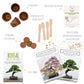 Bonsai starter kit growing kit - AFRICAN WISTERIA AND AUSTRALIAN PINE SEEDS