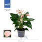 Anthurium an Jolly Pink - Pink Flamingo Plant