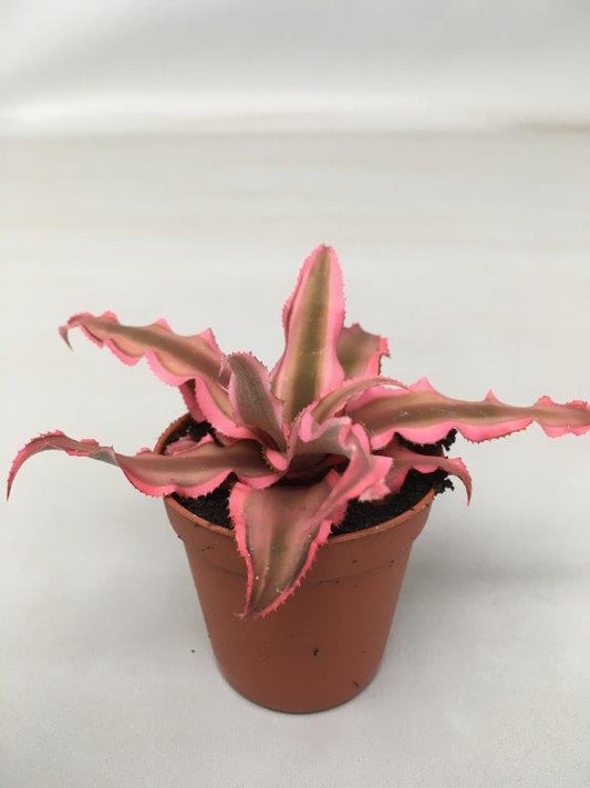 Cryptanthus bivittatus 'Pink Starl'