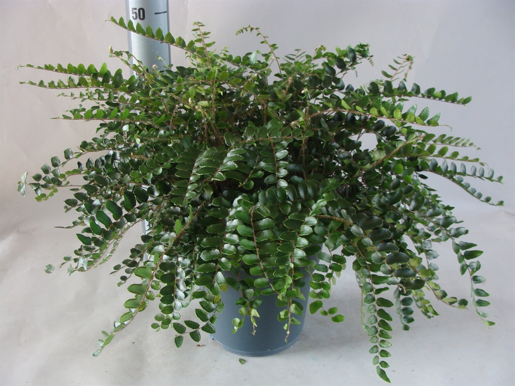 Asplenium Pellaea rutundifolia