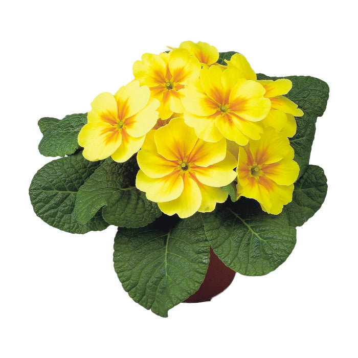 Primula Ac Bonneli Yellow