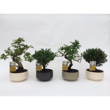 Bonsai Mix in Ceramic Pot Pure