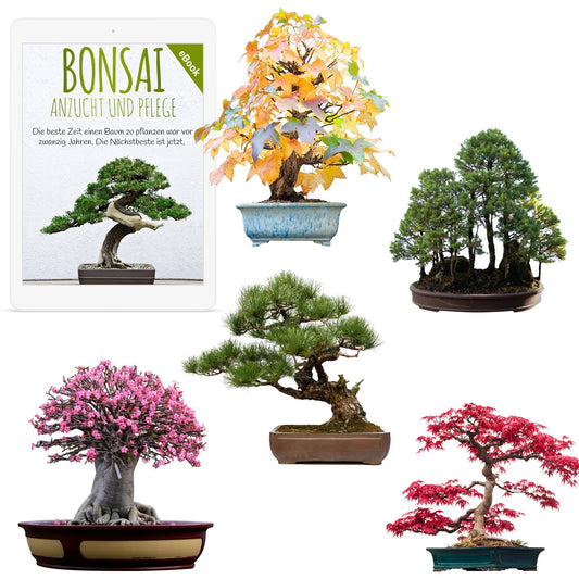Extraordinary bonsai seeds with a high germination rate