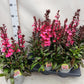 Lobelia Sp Star Deep Rose