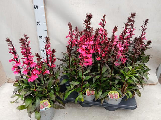 Lobelia Sp Star Deep Rose