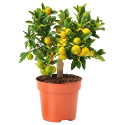 Citrus Calamondin