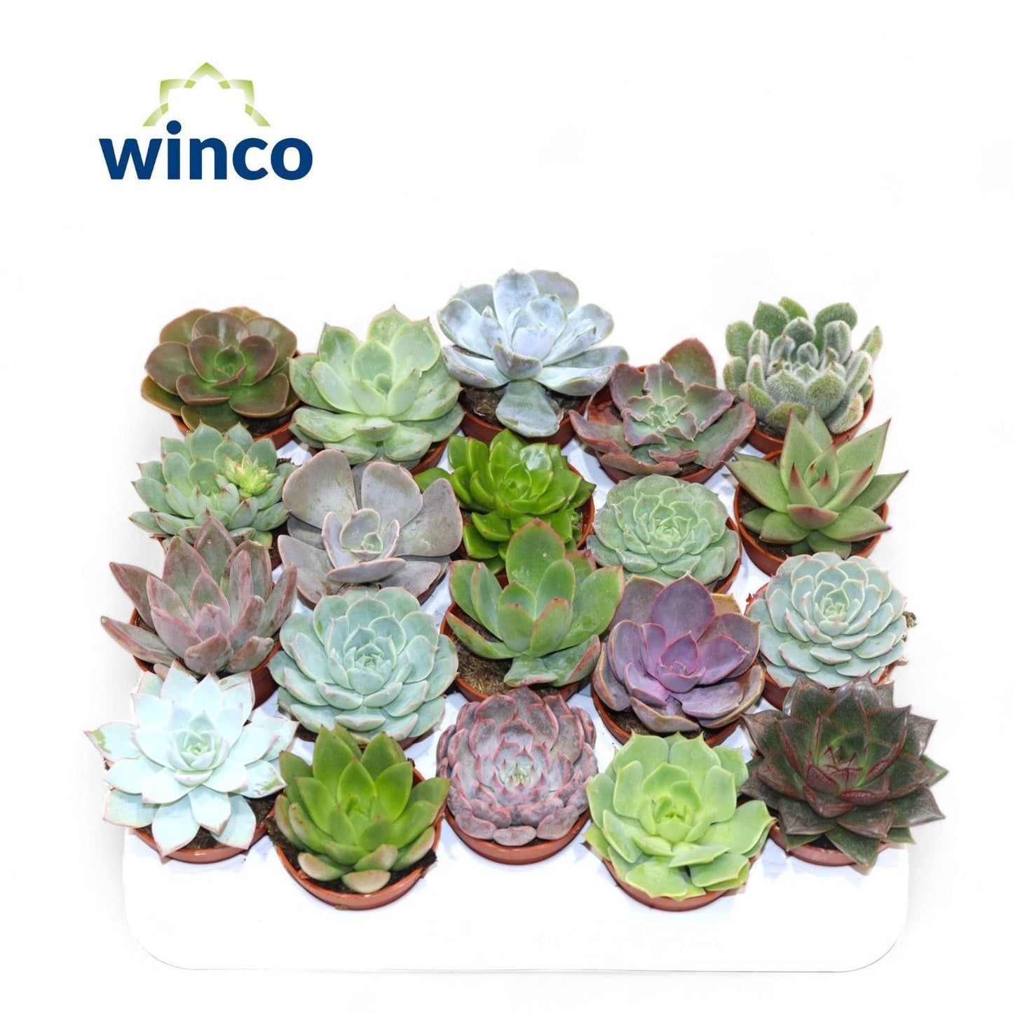 Mini Echeveria Mix