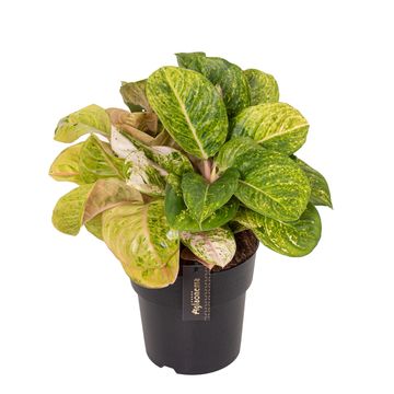 Aglaonema Apple Fantasy