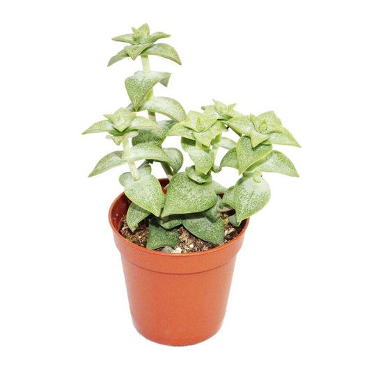 Crassula perforata