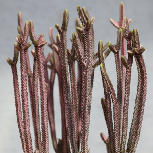 Crassula Rhapsody in pink