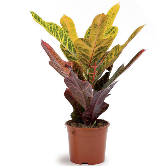 Croton Gr Excellent