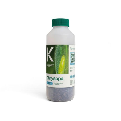 Biological Pest Control for Mealy Bugs and Aphids - Lacewing