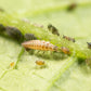 Biological Pest Control for Mealy Bugs and Aphids - Lacewing
