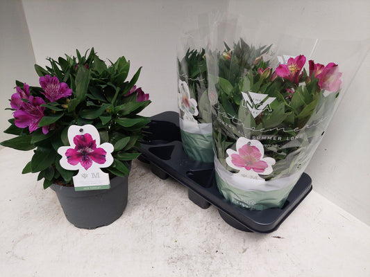 Alstroemeria Inca Compact Mix