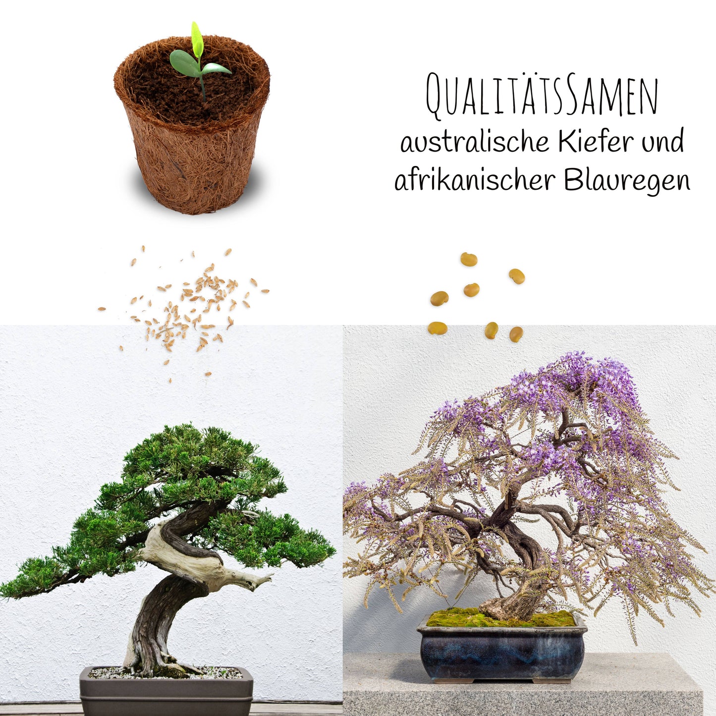 Bonsai starter kit growing kit - AFRICAN WISTERIA AND AUSTRALIAN PINE SEEDS