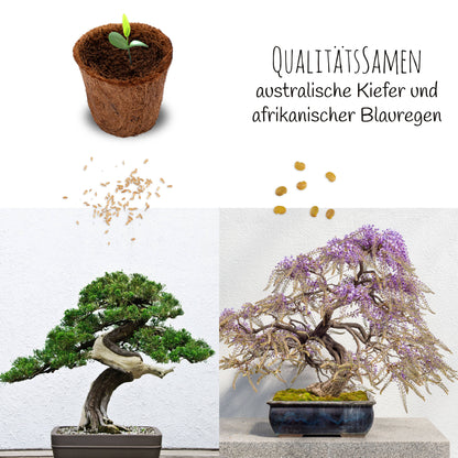 Bonsai starter kit growing kit - AFRICAN WISTERIA AND AUSTRALIAN PINE SEEDS