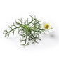 Seeds Roman Chamomile