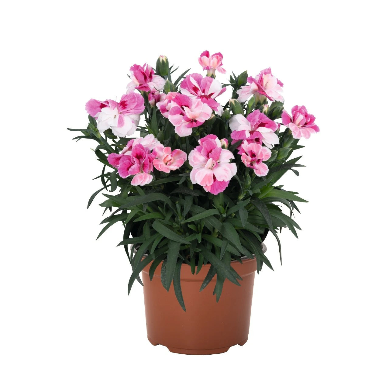 Dianthus 'Sprint Pink and Proud'