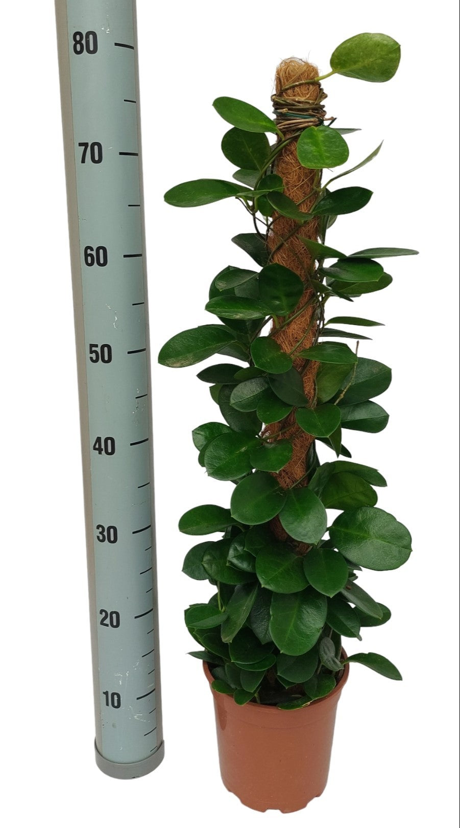 Hoya Australis - Wax Flower Plant