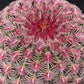 Echinocactus Rubrispinus