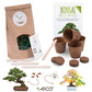 Bonsai starter kit growing kit - AFRICAN WISTERIA AND AUSTRALIAN PINE SEEDS