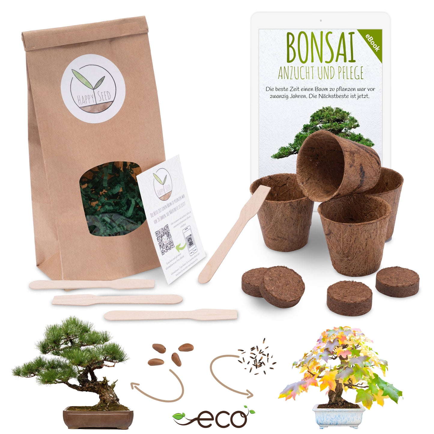 Bonsai starter kit growing kit - AFRICAN WISTERIA AND AUSTRALIAN PINE SEEDS