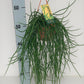 Rhipsalis floccosa