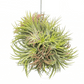 Tillandsia Ionantha Hang