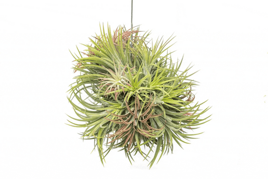Tillandsia Ionantha Hang