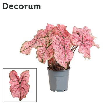 Caladium Splash of Wine