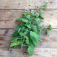 Seeds Catnip Nepeta