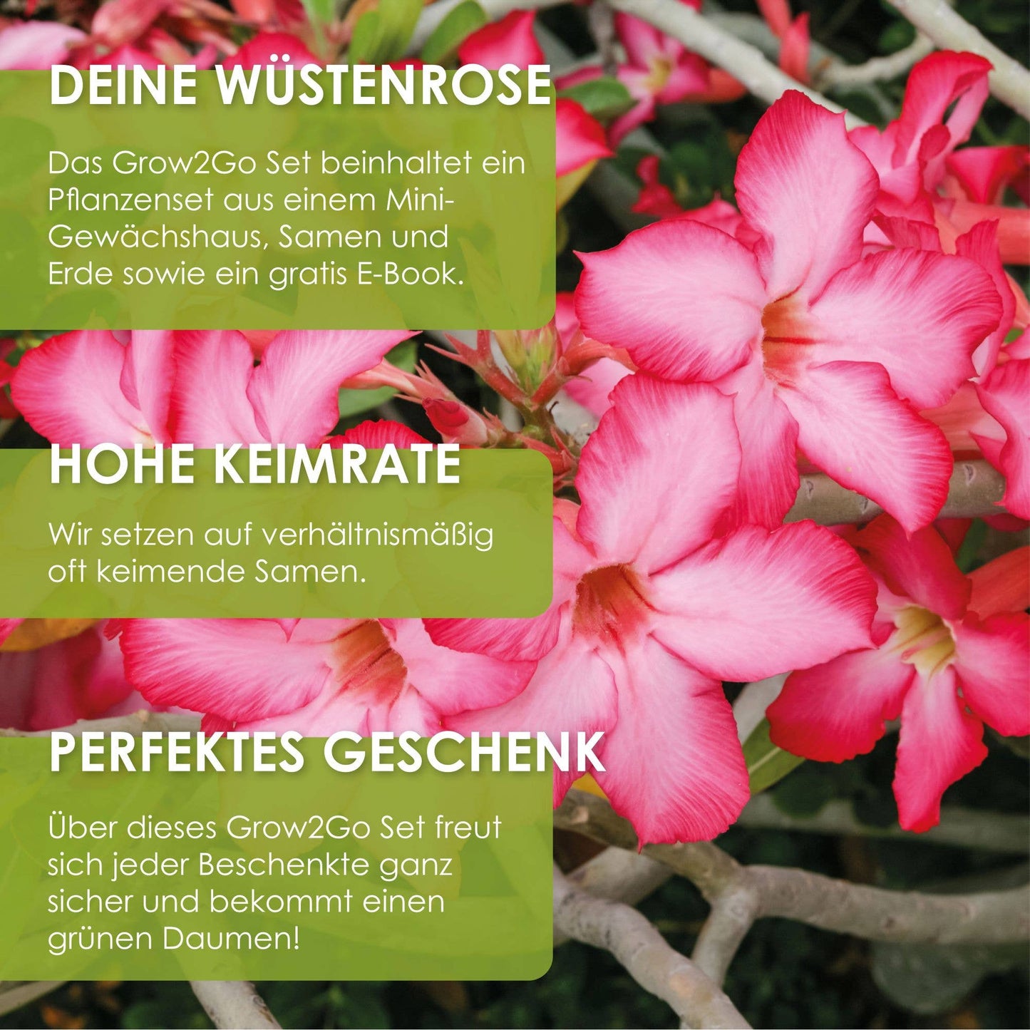 Grow2Go - DESERT ROSE SEEDS - Starter Kit Growing Set