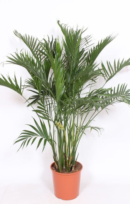 Chamaedorea elegans - Parlour Palm