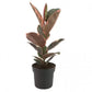 Ficus elastica Belize -Pink Rubber Plant