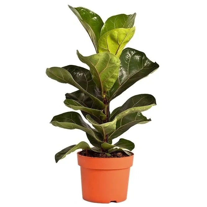 Ficus Lyrata Bambino- Dwarf Fiddle Leaf Fig
