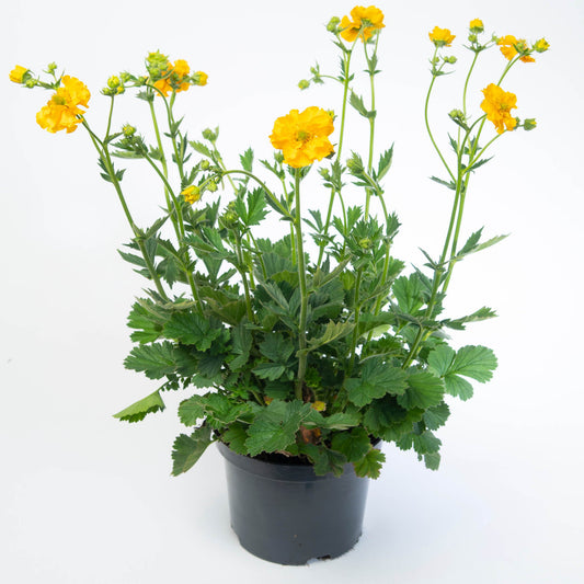Geum Lady Stratheden