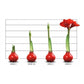 Hipperastrum Amaryllis Bulb Wax Copper Glitter