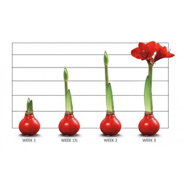 Hipperastrum Amaryllis Bulb Wax Copper Glitter