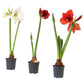 Hypeastrum Amaryllis Mixed