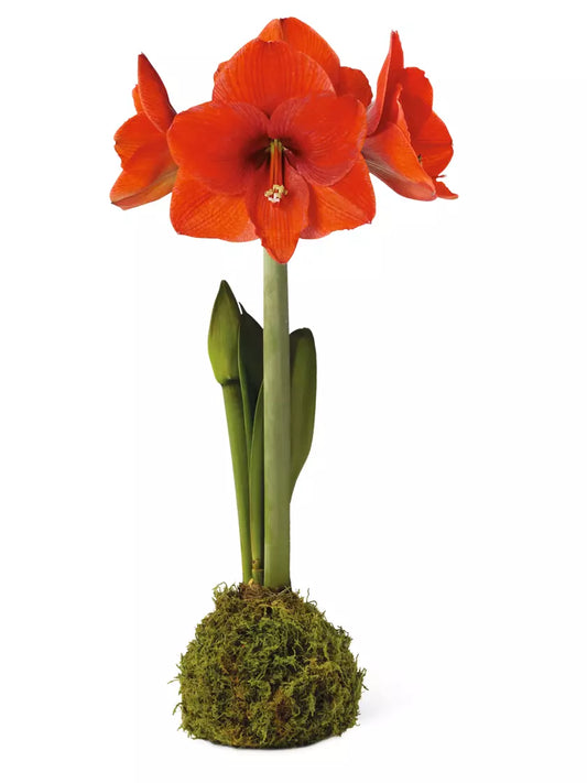 Hippeastrum Amaryllis in Moss + LED Lights