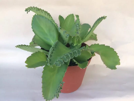 Kalanchoe Daigremontiana - Mother of Thousands