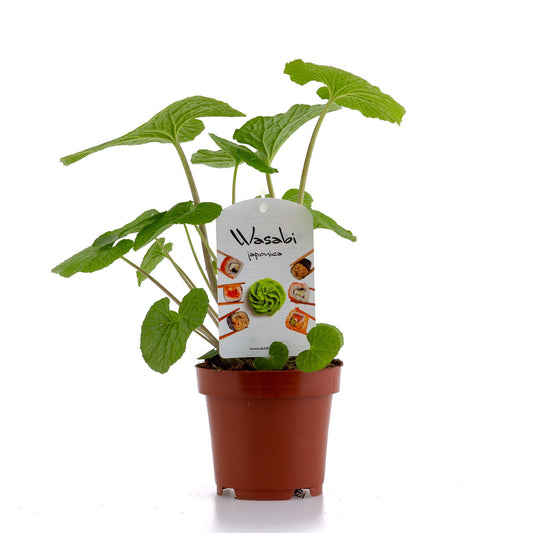 Bio herbs Wasabi