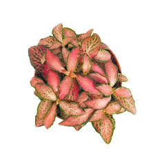 Fittonia - Nerve Plant